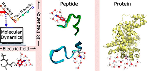 Correlating Nitrile IR Frequencies to Local Electrostatics Quantifies Noncovalent Interactions of Peptides and Proteins